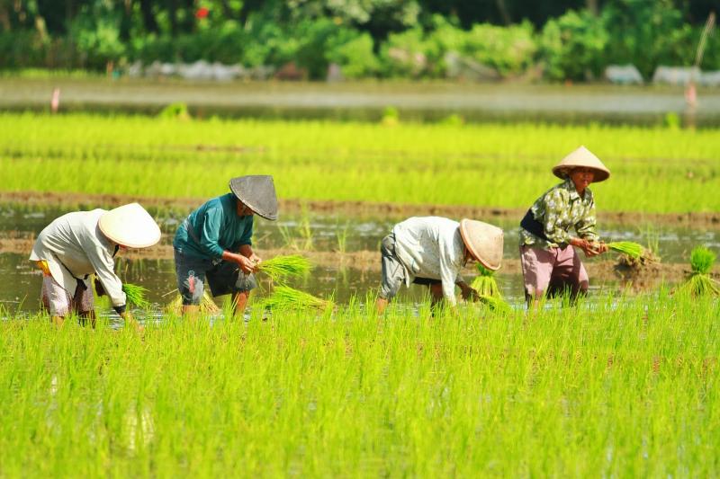 Cara Menanam Padi Di Sawah