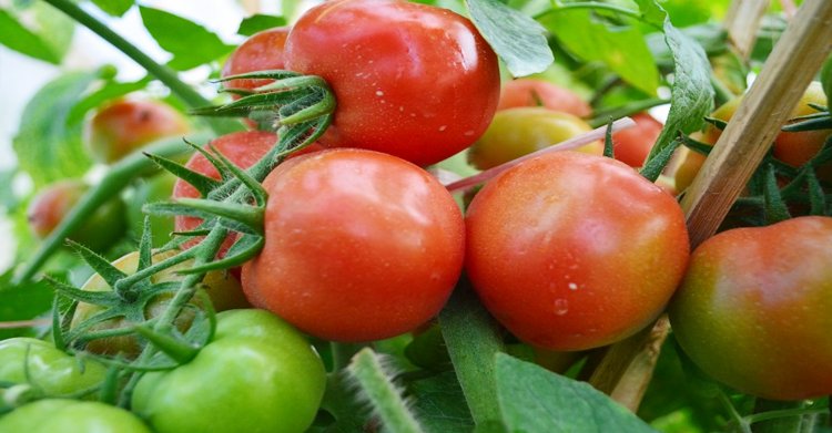 5 Teknik Cara Menanam Tomat
