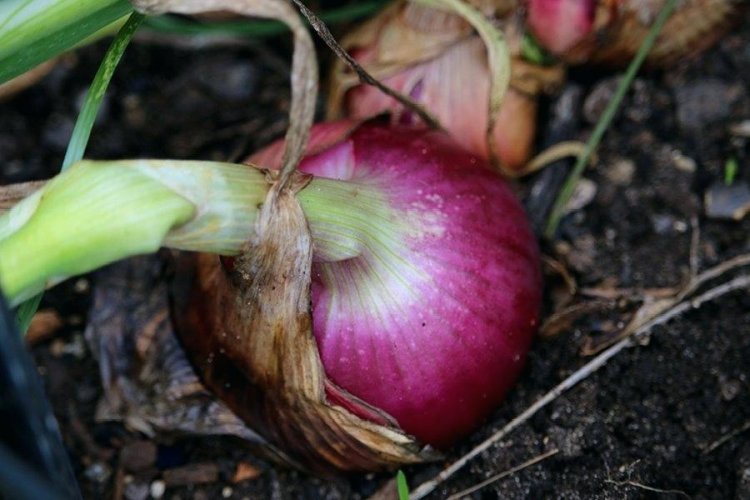 A. Tahapan Persiapan Menanam Bawang Merah