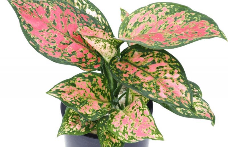 Aglaonema