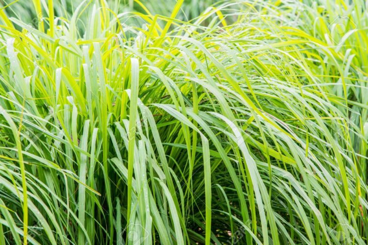 Background Of Vetiver Grass