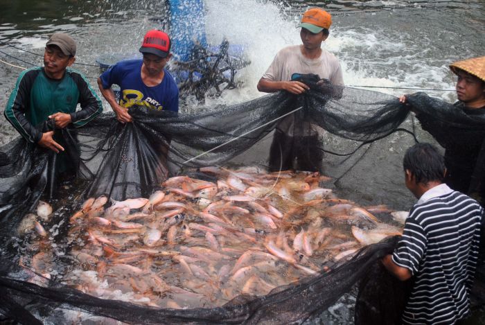 Beberapa Kelebihan Usaha Ternak Ikan Nila