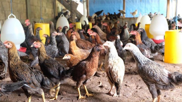 Cara Memulai Ternak Ayam Kampung Untuk Pemula