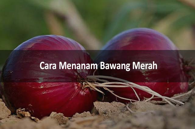 Cara Menanam Bawang Merah