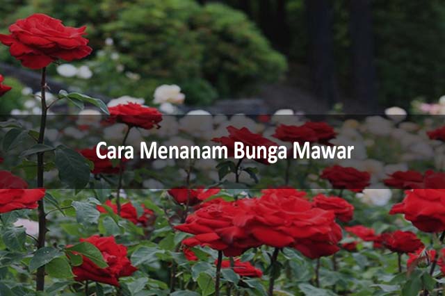 Cara Menanam Bunga Mawar