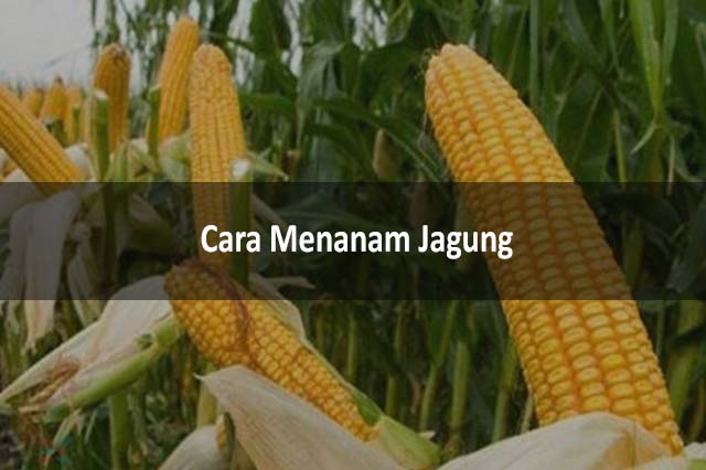 4+ Cara Menanam Jagung : Perawatan Dan Pemeliharaan – LezGetReal