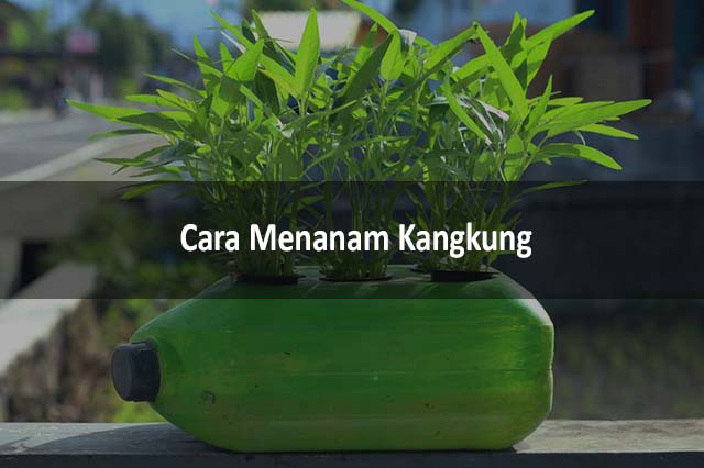 Cara Menanam Kangkung