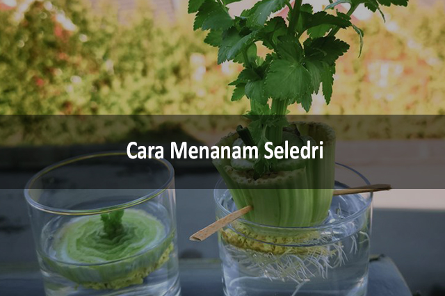 Cara Menanam Seledri