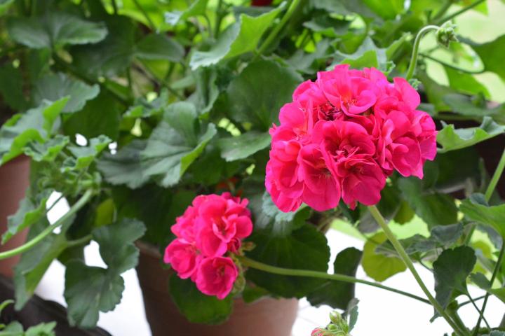 Geranium