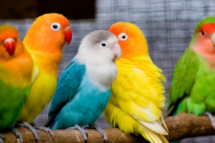 Hal Hal Yang Perlu Diperhatikan Saat Ternak Lovebird