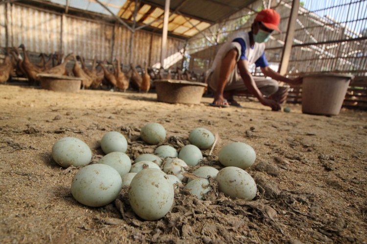 Hal Hal Yang Perlu Dipersiapkan Untuk Membuka Usaha Ternak Bebek Petelur