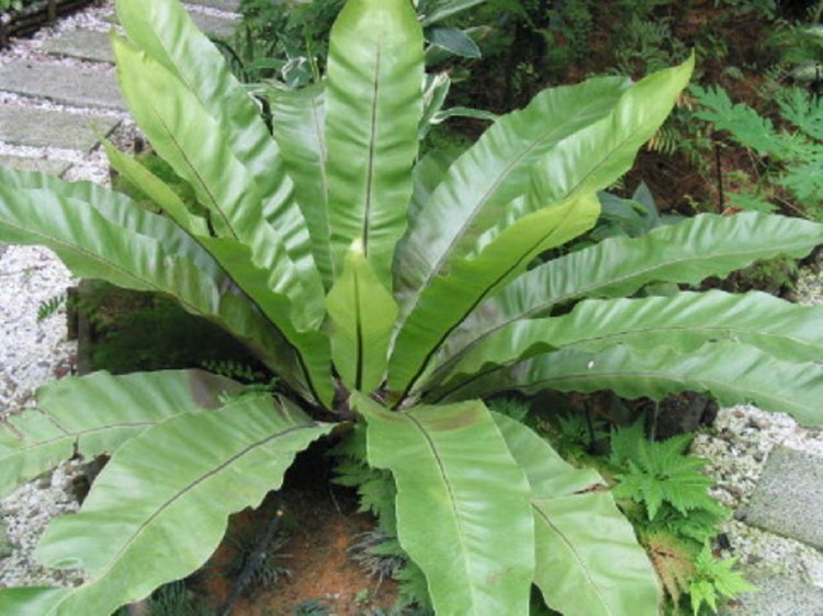 Kadaka Atau Pakis Sarang Burung (Asplenium Scolopendrium)