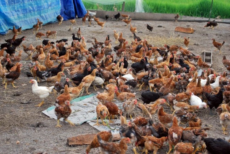 Kekurangan Ayam Kampung