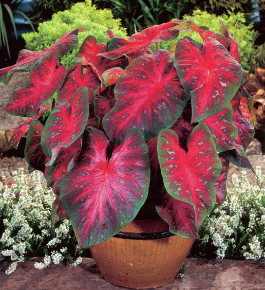 Keladi Red Star (Caladium Bicolor)