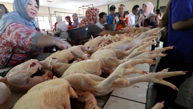 Kelebihan Ayam Kampung