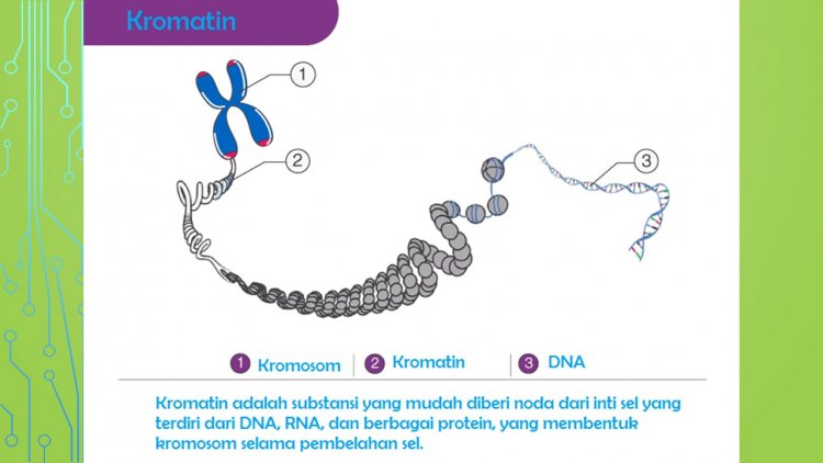 Kesimpulan Perbedaan DNA Dan RNA Secara Garis Besar