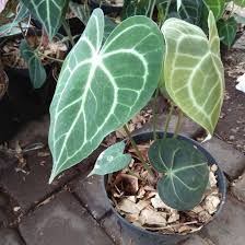 Kuping Gajah (Anthurium Crystallinum)