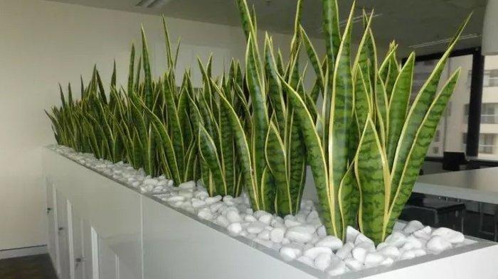 Lidah Mertua (Sansevieria)