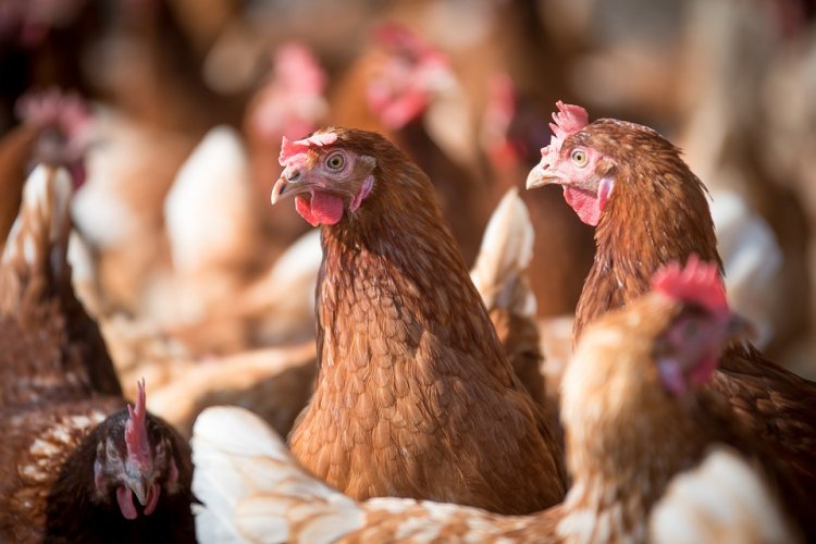 Manfaat Beternak Ayam Petelur