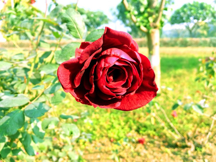 Mawar Yang Evergreen