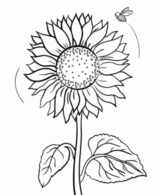 Amazing Sunflower Coloring Page To Print Letscolorit.com