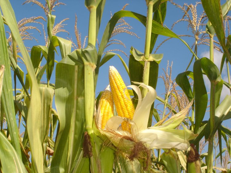 Perawatan Dan Pemeliharaan Tanaman Jagung