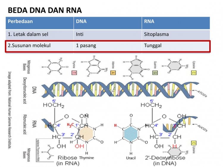 √ Apa Perbedaan DNA Dan RNA ? Contoh Dan Pengertian