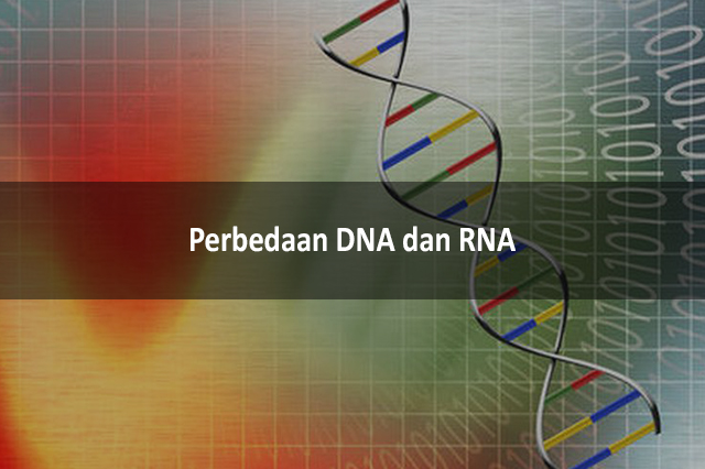 Perbedaan DNA Dan RNA