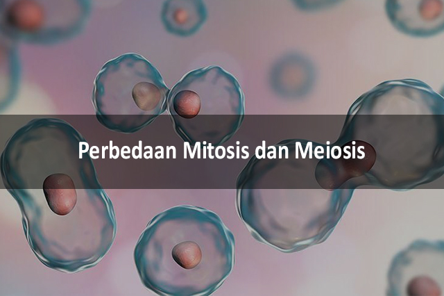 Perbedaan Mitosis Dan Meiosis