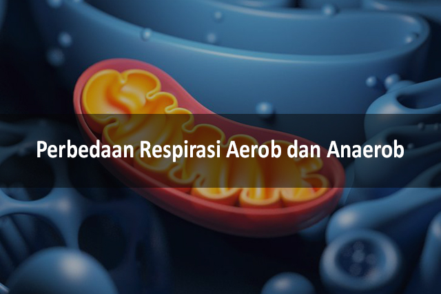 Perbedaan Respirasi Aerob Dan Anaerob