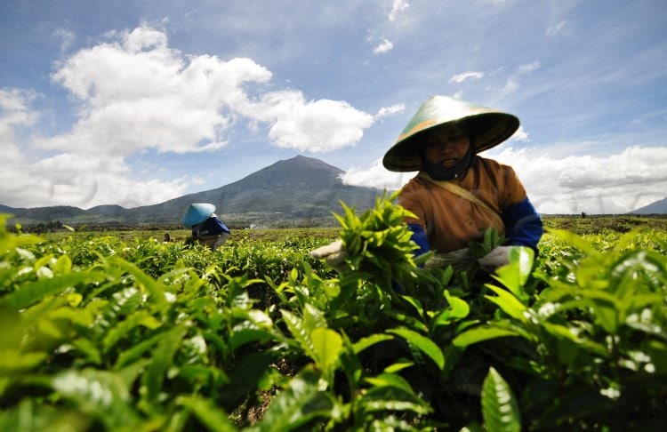 Perkebunan Dan Pertanian