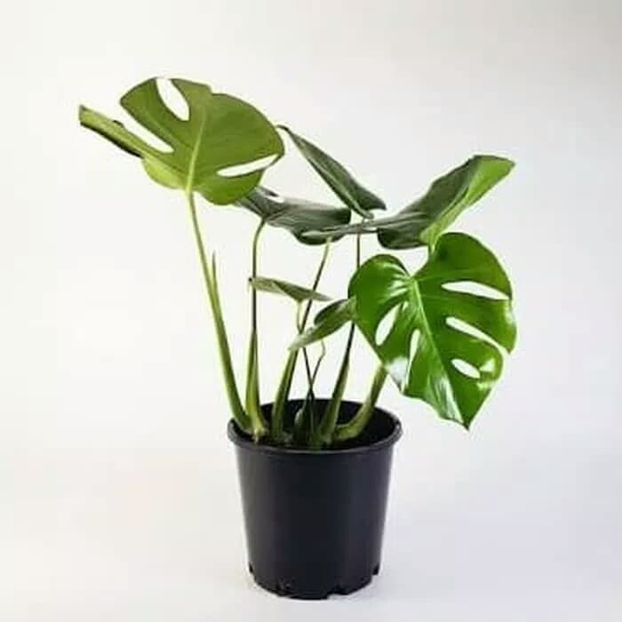 Philodendron