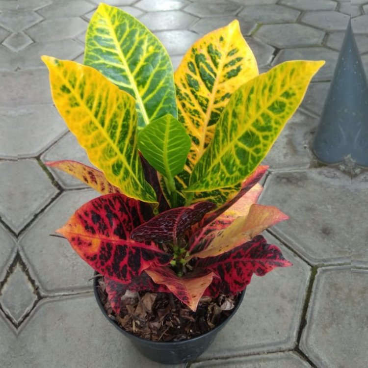 Puring (Codiaeum Variegatum)