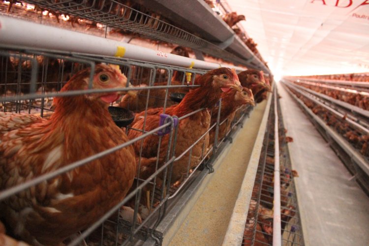 Resiko Saat Beternak Ayam Petelur Untuk Bisnis