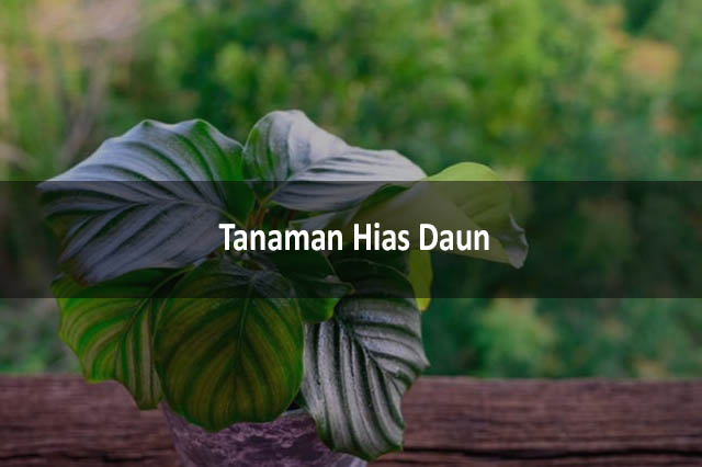 Tanaman Hias Daun