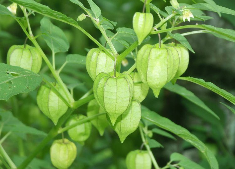 Tanaman Toga Jenis Buah Buahan