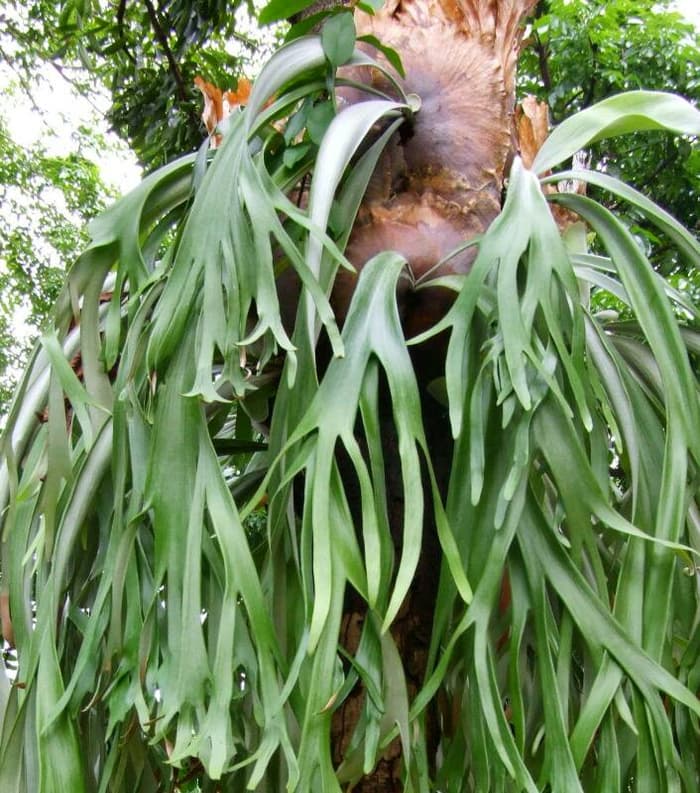 Tanduk Rusa (Platycerium)