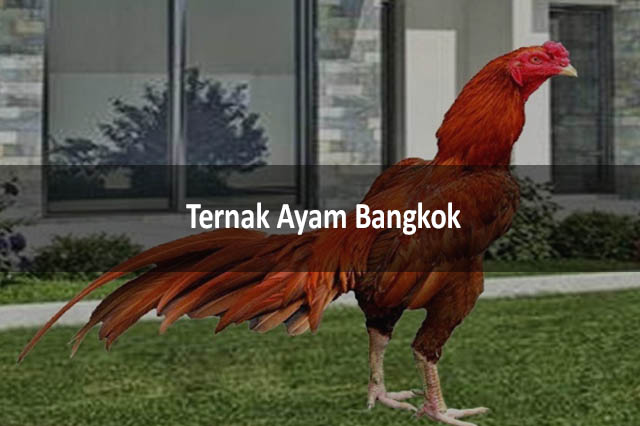 Ternak Ayam Bangkok