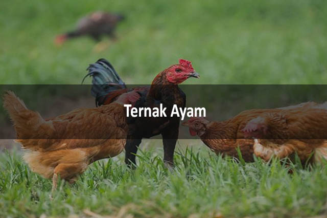 Ternak Ayam