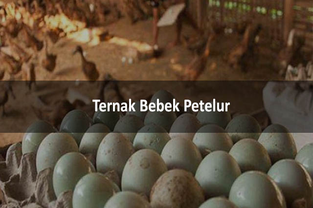 Ternak Bebek Petelur