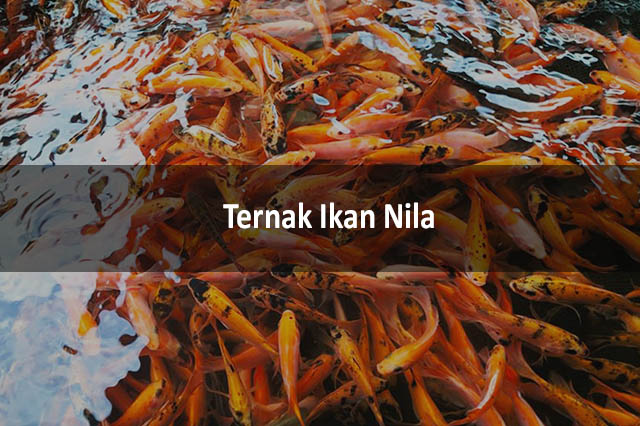 Ternak Ikan Nila