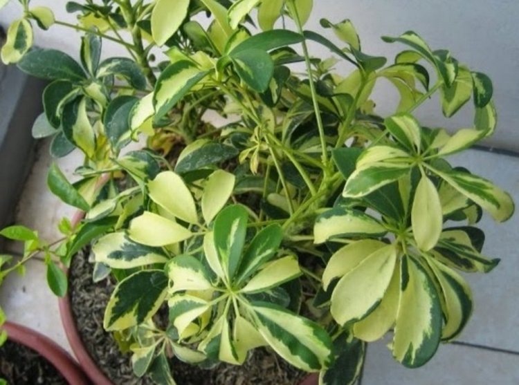 Wali Songo Atau (Schefflera Arboricola)