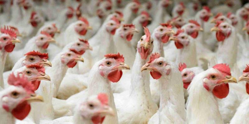 Al Hal Yang Harus Diperhatikan Atau Dilakukan Dalam Ternak Ayam Potong