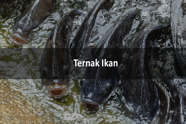 Ternak Ikan